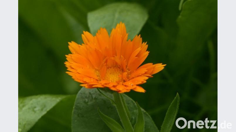 Ringelblumen sind Heilpflanzen. Bild: ils