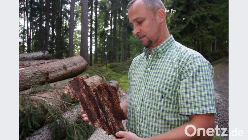 Das Innere der Rinde zeigt deutliche Spuren, die sowohl vom Buchdrucker, als auch vom Kupferstecher herrühren. Bild: wro