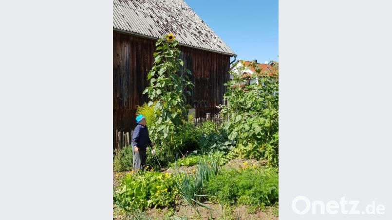 Diese Sonnenblume in einem Hausgarten in Heinersreuth ist über drei Meter hoch. Bild: hzi