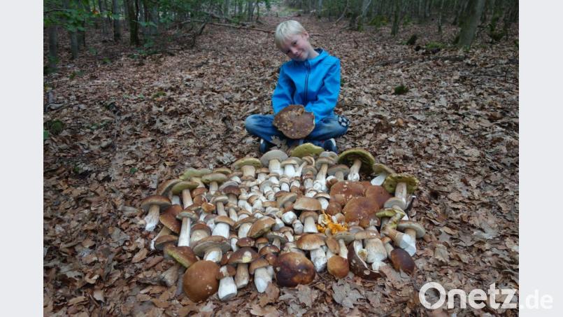 Stolz zeigt Fabian Gaßner alle Steinpilze, die er mit seinem Vater Roland bei Freudenberg gefunden hat. Bild: Roland Gaßner/exb