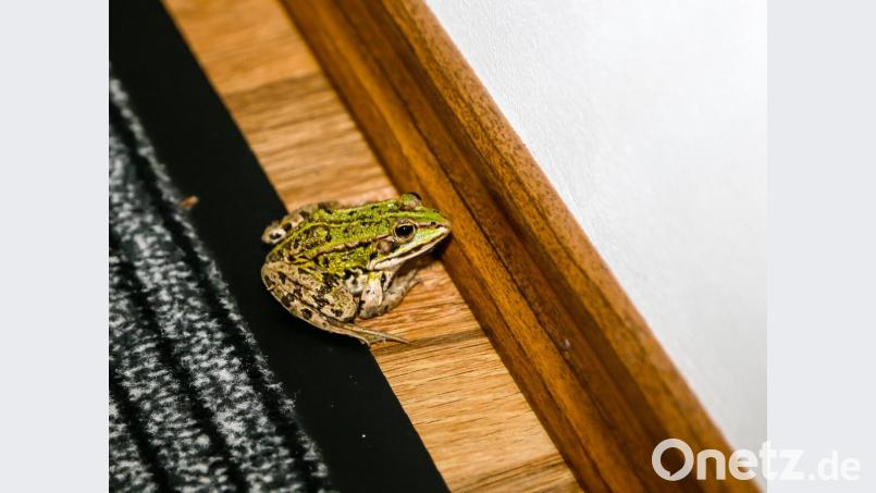 Verlaufen: Ein Frosch zu Gast in der Redaktion der Oberpfalzmedien. Bild: Hösamer
