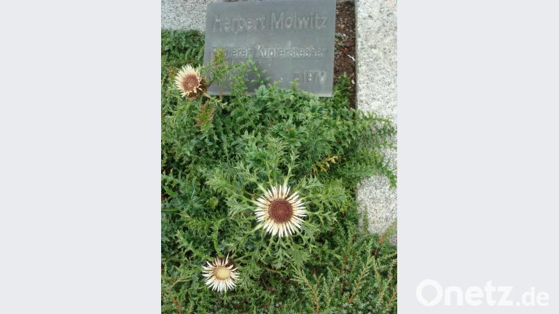 Die Silberdisteln auf dem Grab von Herbert Molwitz stehen in voller Pracht und erinnern an den berühmten Mitterteicher. Bild: wmr