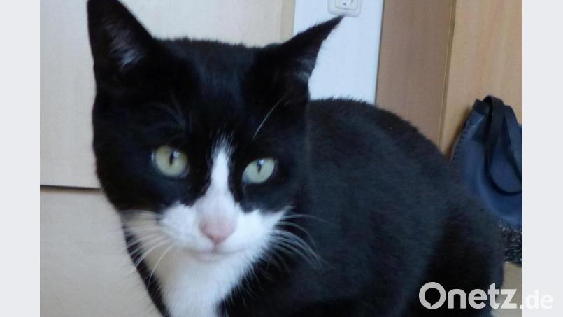 Nachdem auf sie geschossen wurde, ist "Coco" ist nicht mehr so zutraulich. Bild: cv