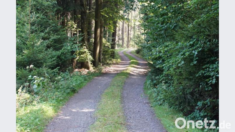 Auf Waldwege, hier im Bereich „Kohlschlag“, richtet die Gemeinde im kommenden Jahr besonderes Augenmerk. Zugewucherte Gräben sollen freigelegt werden. Bild: mmj