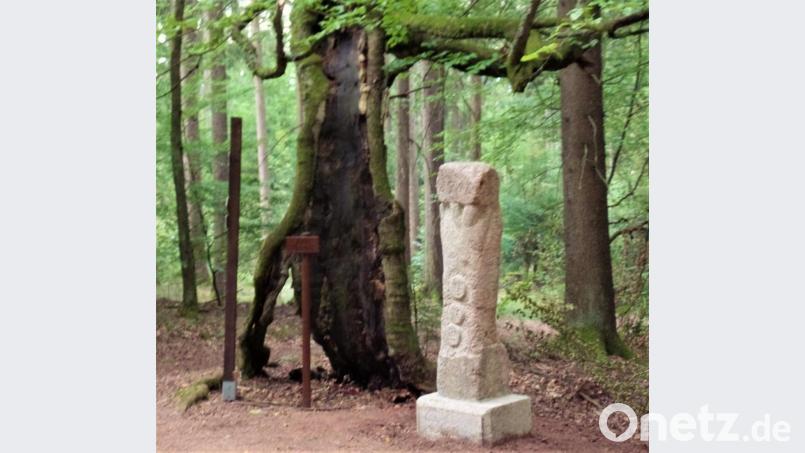 Frisch gereinigt und wieder verklebt steht die Gedenkstele für die alte Buche (links daneben) jetzt wieder an ihrem Platz. Unbekannte Täter hatten sie vor einigen Wochen mit brutaler Gewalt vom Sockel gekippt, wobei der Stein zerbrach. Die drei kreisrunden Gesichter in der Frontfläche sollen an ein Winterbild von etwa 1949 erinnern, auf dem drei junge Männer aus einem Loch des damals schon hohlen Baumes herausschauten. Bild: jml