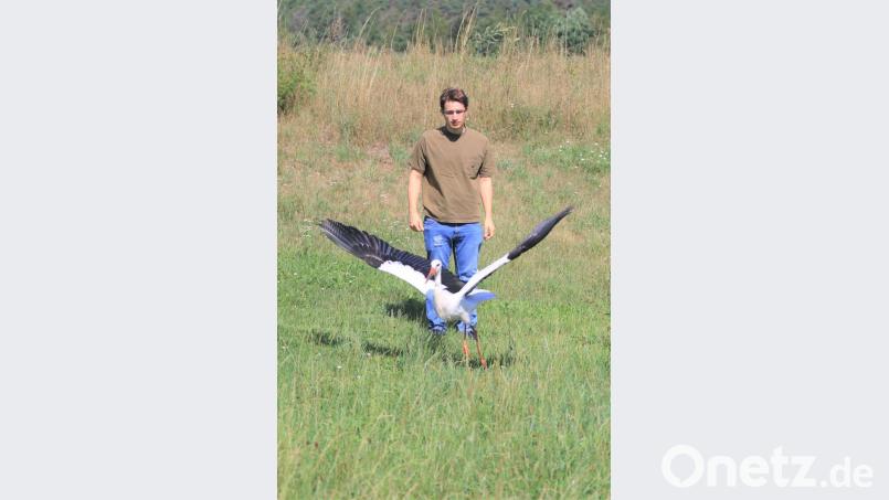 In Regenstauf lässt Stationsmitarbeiter Ferdinand Baer den genesenen Pleysteiner Jungstorch frei. Bild: tu