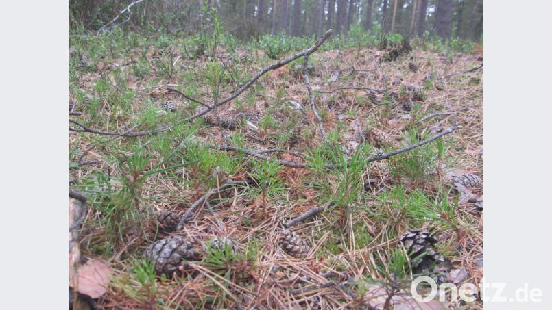 Auf den ersten Blick schwer erkennbar: Ein- bis dreijährige Kiefern-Naturverjüngung in ausreichender Anzahl Bild: Michael Bartl
