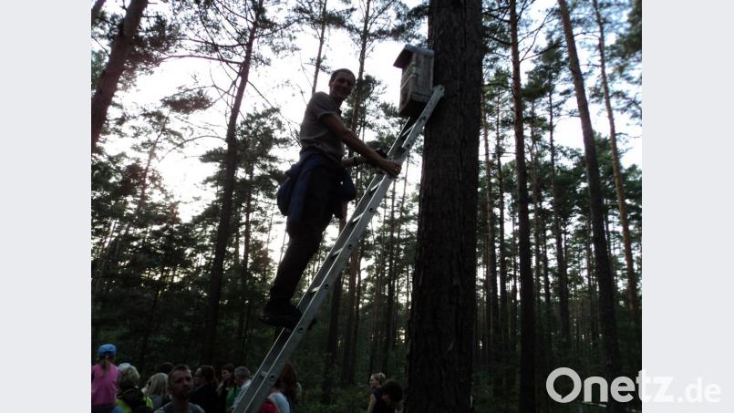In luftiger Höhe befinden sich die Nistkästen der Fledermäuse. LBV-Kreisgruppenvorsitzender Zeno Bäumler bei der Überprüfung. Bild: ksi