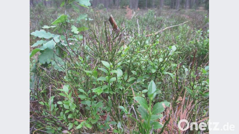 Immer wieder zu sehen, auch auf unbearbeiteten Flächen: Eichen, aber oft verbissen. Bild: Michael Bartl