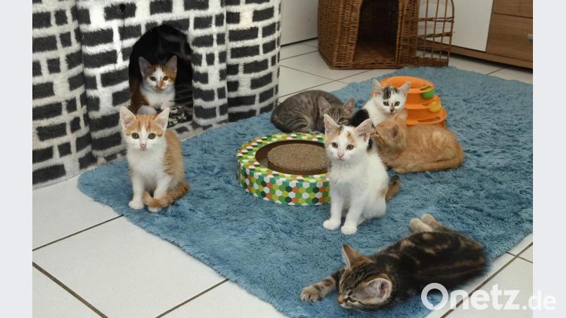Sie mögen süß sein, doch in vielen Oberpfälzer Tierheimen wird die Vielzahl von Katzen-Babys immer mehr zu Problem. Bild: Petra Hartl