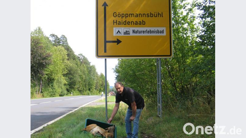 Die Staatsstraße 2177 ist zum Jagdrevier geworden. Jagdpächter Wolfgang Veigl hat innerhalb von nur zwei Wochen den Verlust von zwei Rehen zu beklagen. Bild: bkr