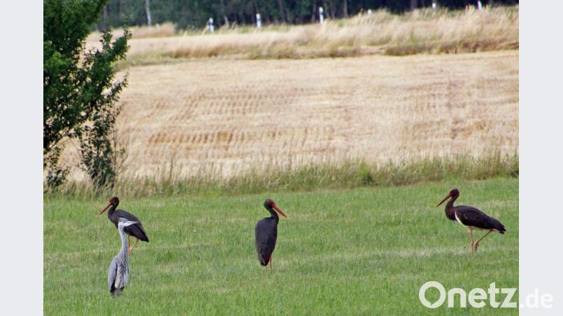 Schwarzstörche (Ciconia Nigra), wie hier in der Gemeinde Fensterbach zu bewundern, galten zu Beginn des 21. Jahrhunderts in Bayern als weitgehend ausgestorben Bild: Heimler/exb