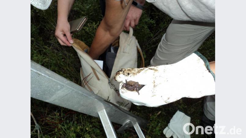 Fledermaus-Expertin Brigitte Schütze zeigte einen Abendsegler - zu erkennen sind die spitzen Zähne Bild: ksi