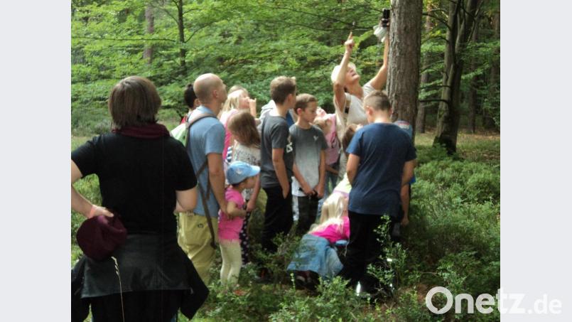 Fledermausnacht auf dem Dachsberg Bild: ksi