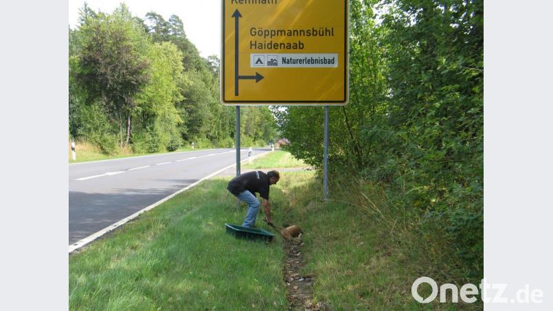 Die Staatsstraße 2177 ist zum Jagdrevier geworden. Jagdpächter Wolfgang Veigl hat innerhalb von nur zwei Wochen den Verlust von zwei Rehen zu beklagen. Bild: bkr