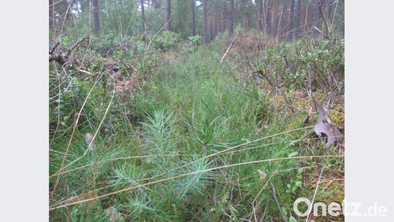 Hier gesellt sich Lärchen-Naturverjüngung zu den Kiefern. Bild: Michael Bartl