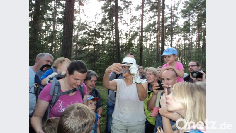 Fledermausnacht auf dem Dachsberg Bild: ksi