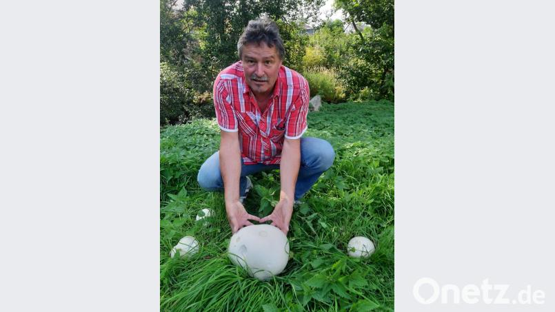 Bovist gefunden Bild: gis