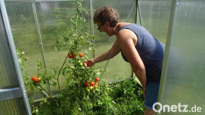 Täglich kann Edeltraud Vogl Tomaten in ihrem Gewächshaus ernten. Bild: hka
