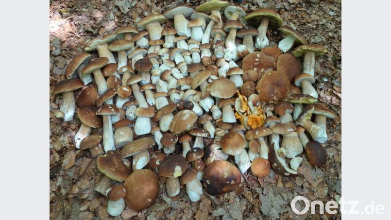 Zwar schön für denjenigen, der so ein Glückspilz ist, wenn er so viele Steinpilze im Wald findet, aber definitiv mehr als der „Eigenbedarf in geringen Mengen“, der laut Bundesnaturschutzverordnung für das Sammeln von Schwammerln erlaubt ist. Bild: exb