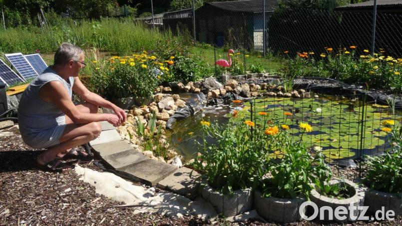 Gerhard Vogl vor seinem Teich mit Goldfischen, Grasfröschen und Libellen. Bild: hka