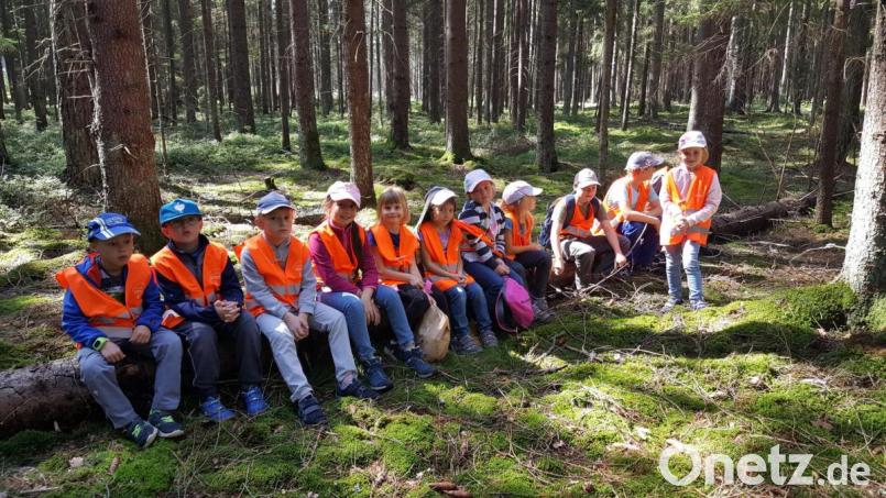 Auf einem Baumstamm aufgereiht fühlt sich die ganze Meute tief drin im Hochwald pudelwohl Bild: fjo
