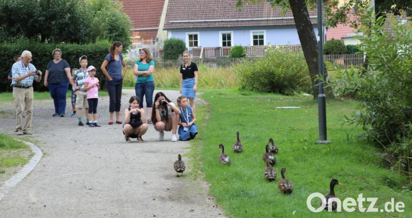Team eins hielt bei der Foto-Safari die „Natur in der Stadt“ im Bild fest. Am Marktweiher waren die Enten begehrte Motive. Bild: Gerhard Götz