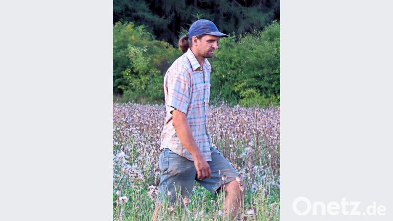 Bevor der Mähdrescher das Feld befährt, prüft Bio-Landwirt Josef Schmidt an verschiedenen Stellen die Mohnkapseln. Bild: bsc