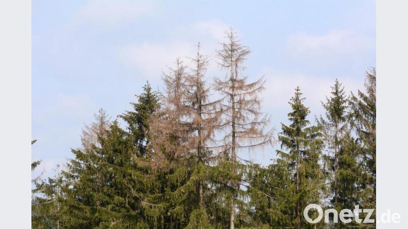 Auch im Landkreis Tirschenreuth macht sich der Borkenkäfer breit. In der nördlichen Oberpfalz haben die Forstbetriebe alle Hände voll zu tun, um befallene Bäume aus dem Wald zu schaffen. Bild: Gabi Schönberger