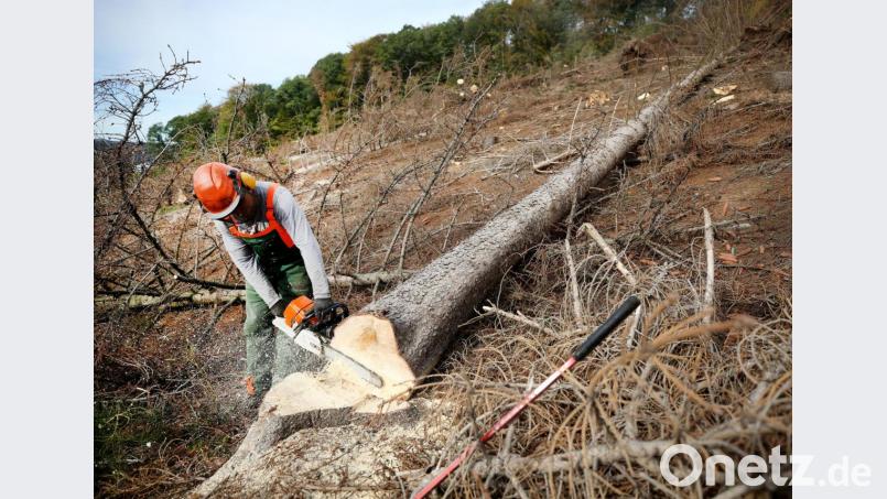 Befallene Bäume müssen so schnell wie möglich raus aus dem Wald. Auch in der Oberpfalz haben die Forstbetriebe alle Hände voll zu tun, um den Borkenkäfer in Schach zu halten. Bild: Roland Weihrauch
