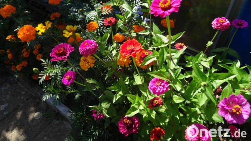 Zinnien in leuchtenden Farben weisen auf den nahen Herbst hin. Bild: hka