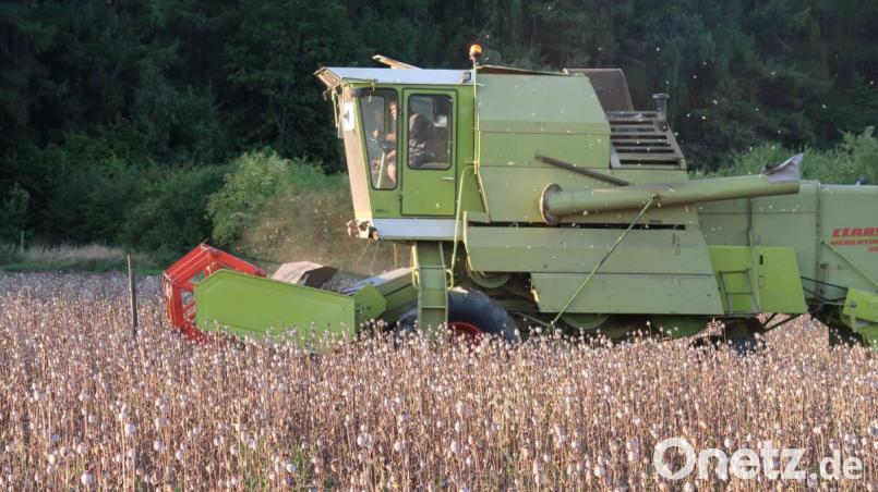 Mit einem handelsüblichen Mähdrescher läuft die Mohnernte rund um den Steinwald. Jedoch mussten vorab an der Technik geschraubt und zusätzliche Teile in das Erntefahrzeug eingebaut werden. Bild: bsc