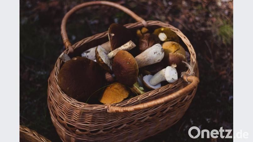 Der Regen der vergangenen Wochen hat die Pilze wachsen lassen. Bild: Pexels / Valeria Boltneva