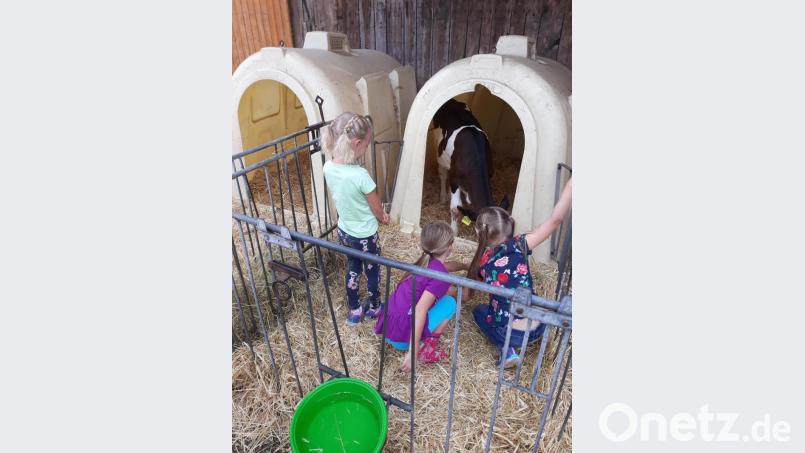 Kuscheln mit den Kälbern: Das gefällt den kleinen Besuchern. Bild: exb