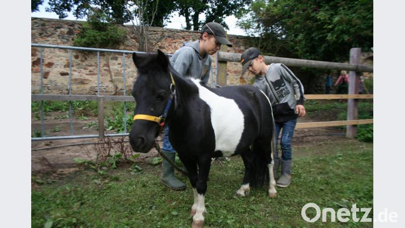 Zu den Tätigkeiten auf dem Bauernhof gehörten auch „Streicheleinheiten“ für die Ponys. Bild: opp