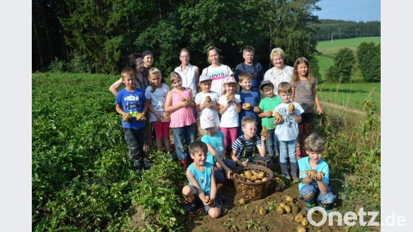 Das Kartoffelklauben macht den Kindern der Ferienbetreuung großen Spaß. Dabei gibt es auf dem Feld allerhand zu entdecken. Bild: gi