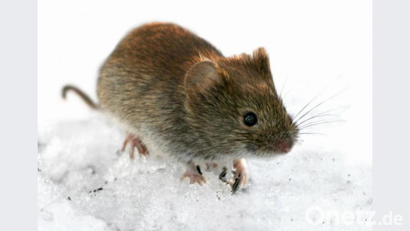 Die Rötelmaus gilt als Hauptüberträger des Hantavirus. Bild: Lehtikuva Kimmo Taskinen/Lehtikuva_Oy/dpa