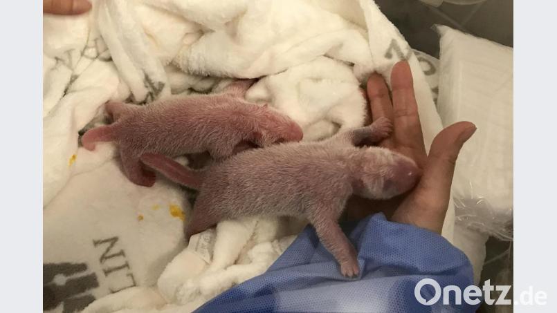 Mit 186 bzw. 136 Gramm bringt der Panda-Nachwuchs nur einen Bruchteil des Gewichts seiner Mutter - etwa 90 Kilo - auf die Waage. Bild: Zoo Berlin