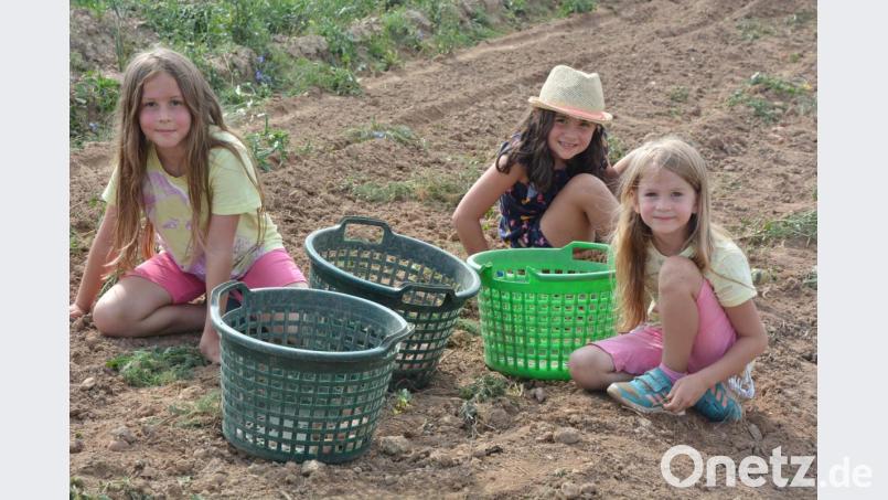 Den Kindern machte das Kartoffelklauben viel Spaß. Bild: jr