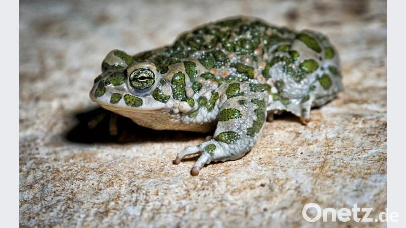 Ein Kunde von Aldi Süd in Hallstadt hat eine lebendige Kröte in seinem Salat gefunden - und postet ein Foto auf der Facebook-Seite des Discounters. Dann beginnt eine lockere Kommunikation. Bild: dmra