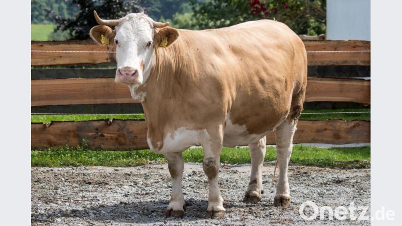 Kuh Yvonne steht im Gnadenhof Gut Aiderbichl in Deggendorf (Bayern). Archivbild: Armin Weigel/dpa
