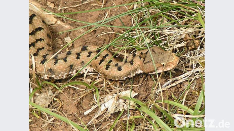 Die Aspisviper mit der typischen „kantigen“ Nasenform. Deutlich zu sehen ist auch die senkrechte Pupille. Bild: Eric Steinert (CC BY 2.5)