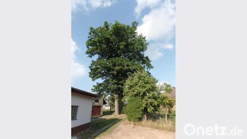 Im Bereich der drei großen ortsbildprägenden Eichen in Höflas ist anstelle einer Straßensinkastenleitung eine Spülbohrung geplant. Die Mehrkosten belaufen sich laut dem Nachtragsangebot der Firma Scharnagl auf 10.311 Euro. Bild: br