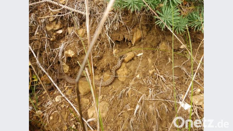 Sie hat schon Ähnlichkeit mit einer Aspisviper und auch mit einer Kreuzotter, die harmlose Schlingnatter am Fünf-Flüsse-Radweg. Bild: exb
