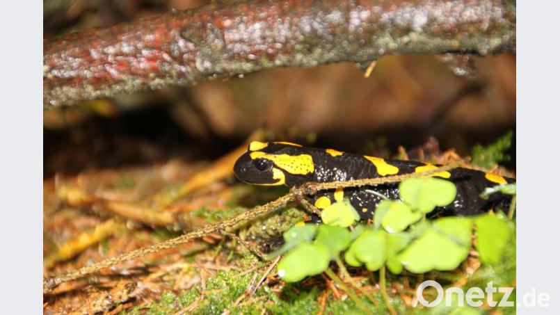 Im Mittelalter galt er als ungeliebtes Geschöpf der Nacht, mittlerweile hat er sich zum Sympathieträger entwickelt. Der Feuersalamander steht auf der Roten Liste der bedrohten Tierarten. Im Naturpark Steinwald bemüht man sich deshalb schon lange um den Fortbestand. Bild: bsc