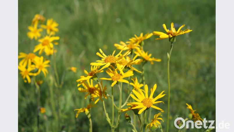 Zur Blütezeit verwandelte die Arnika zu Gründungszeiten des Naturparks Steinwald Feldraine, Wald und manch landwirtschaftliche Wiese zu dottergelben Blickfängen. Mittlerweile jedoch hat sich die unter Naturschutz stehende Pflanze auch im Naturpark Steinwald rar gemacht. Der Fortbestand soll durch ein Artenschutzprojekt gesichert werden. Bild: bsc
