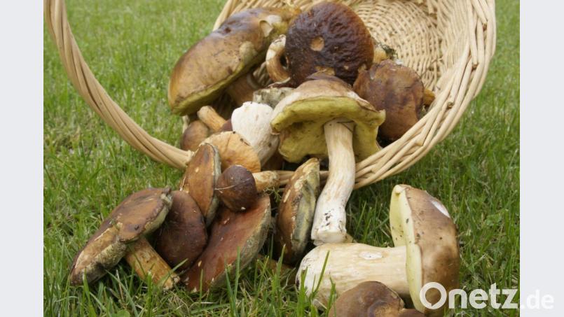 Wer noch nicht so erfahren ist, holt sich am besten Rat vom Experten. Dann macht Schwammerlsuchen richtig glücklich. Bild: fotoartis – stock.adobe.com