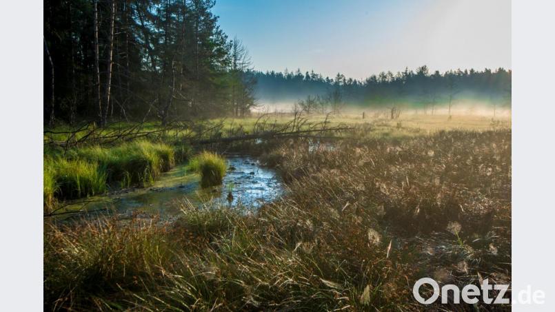 Moorlandschaft Moosteich im Morgentau. Früher waren die Moore Orte der bösen Geister und wurden von den Menschen gefürchtet und gemieden. Später wurden die Moore trockengelegt und zur Torfgewinnung benutzt. Was in Jahrtausenden gewachsen ist, wurde und wird wegen der Torfgewinnung und landwirtschaftlicher Flächen zerstört. Bild: sds