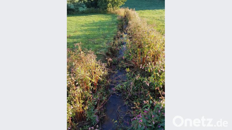 In der Ortschaft Lerau ist am gleichnamigen Bach das Indische Springkraut weit verbreitet. Bild: ck