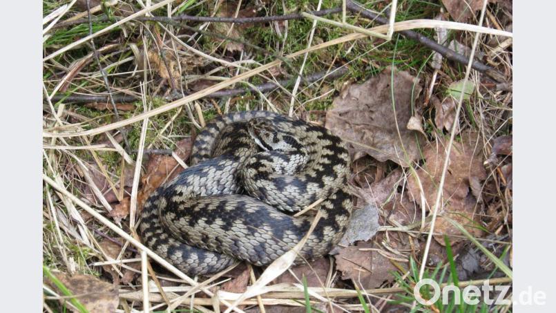Durch gezielte Umgestaltungen von Flächen, Waldrändern und Lichtungen im Steinwald konnten neue Lebensräume für die Kreuzotter geschaffen werden. Die Ranger bemühen sich künftig im Auftrag des Naturparks verstärkt um das begonnene Artenschutzprojekt Kreuzotter. Bild: bsc